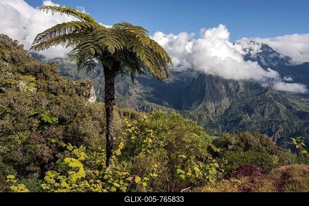 View of Cirque de Salazie from Gite de Bélouve, tree fern (Cyatheales) in front, Réunion, France-stock-foto