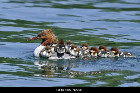 Common merganser (Mergus merganser), swimming female with many chicks on her back, Zugersee, Switzerland-stock-foto