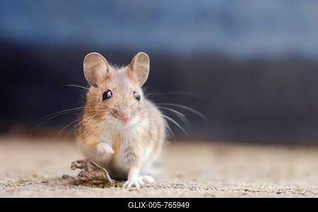 House mouse (Mus musculus), Portrait, Hesse, Germany-stock-foto