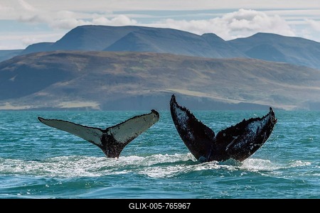 Tail, flukes, diving humpback whales (Megaptera novaeangliae), Eyjafjörður, Iceland-stock-foto