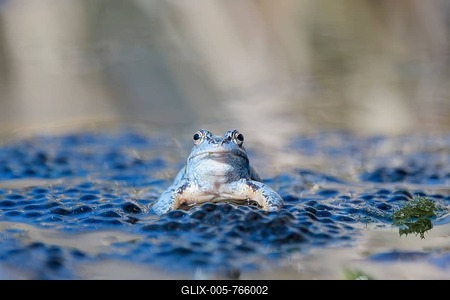 Moor frog (Rana arvalis), male during courtship, Lower Saxony, Germany-stock-foto