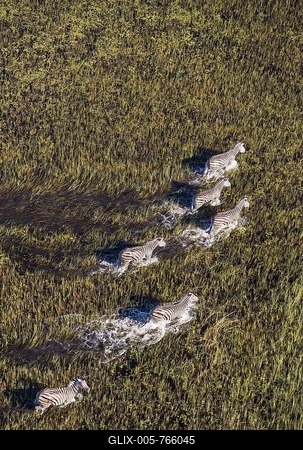 Burchell's Zebra (Equus quagga burchelli), roaming in a freshwater marsh, aerial view, Okavango Delta, Moremi Game Reserve, Botswana-stock-foto