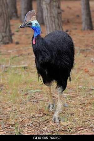 Double-wattled cassowary (Casuarius casuarius), adult, running, Australia-stock-foto