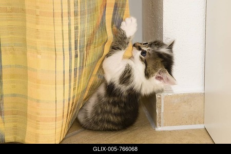 Kitten playing with a curtain in the living room-stock-foto