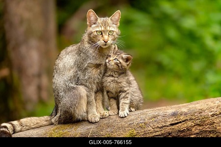 European Wildcat (Felis silvestris), captive, Switzerland-stock-foto