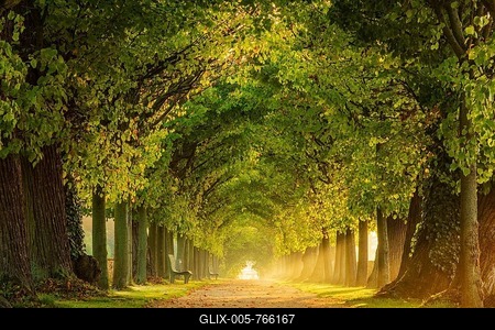 Tunnel-like avenue of linden trees in the morning light, park of Hundisburg Castle, Haldensleben, Saxony-Anhalt, Germany-stock-foto