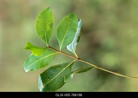 Khat plant, also Abyssinian Tea (Catha edulis), leaves, Oromia or Oromiya Region, Ethiopia-stock-foto
