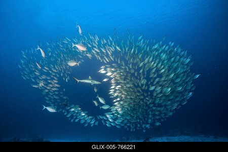 Grey Reef Shark (Carcharhinus amblyrhynchos) hunting a shoal of Oxeye Scads (Selar boops), Palau, Micronesia-stock-foto