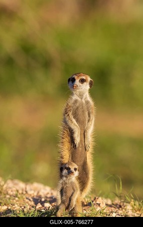 Suricate (Suricata suricatta), adult with young on the lookout, during the rainy season in green surroundings, Kalahari Desert, Kgalagadi Transfrontier Park, South Africa-stock-foto