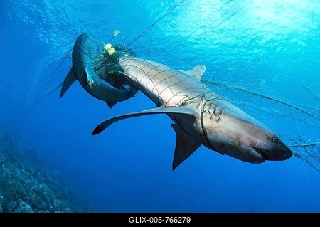 Dead Galapagos sharks (Carcharhinus galapagensis) in orphaned fishing net, Wolf Island, Galapagos Archipelago, Unesco World Heritage Site, Pacific, Ecuador-stock-foto