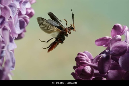 Soldier Beetle (Cantharis fusca)-stock-foto