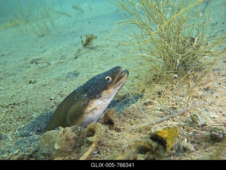 European eel (Anguilla anguilla) looking out of its small cave, Lake Helenesee near Frankfurt an der Oder, Brandenburg, Germany, Europe-stock-foto