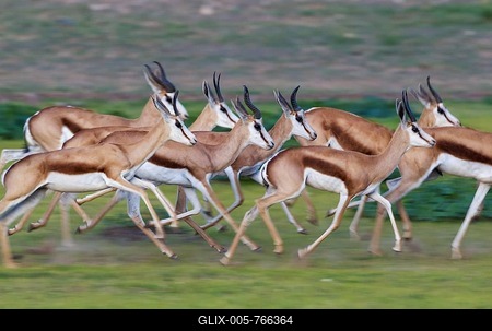 Springboks (Antidorcas marsupialis), herd running, during the rainy season in green surroundings, Kalahari Desert, Kgalagadi Transfrontier Park, South Africa-stock-foto