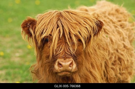 Calf, red-brown Scottish Highland Cattle, Kyloe-stock-foto