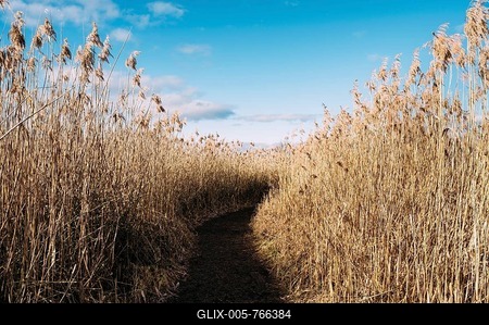 Footpath leads through a reed belt, nature reserve, Mettnau peninsula, Radolfzell, District of Constance, Baden-Württemberg, Germany-stock-foto