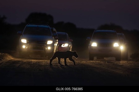 Lion (Panthera leo), cub crosses a road at night, cars behind for morning game drive, Kalahari Desert, Kgalagadi Transfrontier Park, South Africa-stock-foto