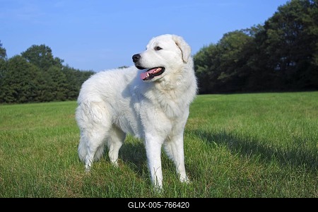 Kuvasz (Canis lupus familiaris), male, livestock guardian dog-stock-foto