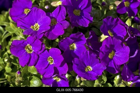 Flowering Aubretia, Cascade Purple Rock Cress (Aubrieta cultorum)-stock-foto