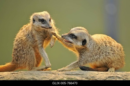 Meerkats (Suricata suricatta) arguing-stock-foto