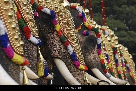 Decorated elephants, Pooram festival, Thrissur, Kerala, South India, India, Asia-stock-foto