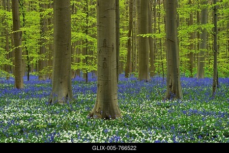 European beeches (Fagus sylvatica), foliation, flowering bluebells (Hyacinthoides), wood anemones (Anemone nemorosa) Hallerbos, Vlaams Brabant, Belgium-stock-foto
