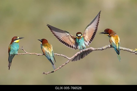 European bee-eaters (Merops apiaster), four birds, one in flight, Nickelsdorf, National Park Lake Neusiedl, Burgenland, Austria-stock-foto