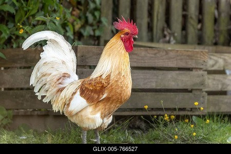 Rooster on an educational farm in the countryside. France, Alsace-stock-foto
