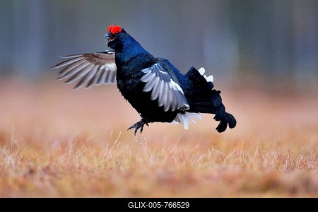 Black grouse, also blackgame or blackcock (Lyrurus tetrix), male taking flight, Hedmark, Norway-stock-foto