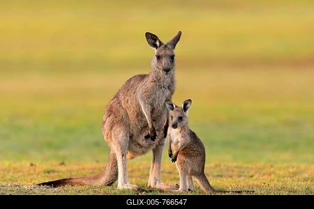 Eastern giant grey kangaroo (Macropus giganteus), adult, female, mother with young, in a meadow, Maloney Beach, New South Wales, Australia-stock-foto