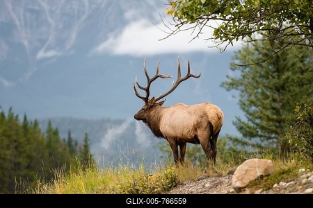Wapiti, Elk (Cervus canadensis) looks into the distance, Deer, Banff National Park, Canadian Rockies, Alberta Province, Canada, North America-stock-foto