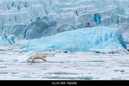 Female polar bear (Ursus maritimus) jumping over ice floe in front of a blue iceberg, Björnsundet, Hinlopen Strait, Spitsbergen Island, Svalbard Archipelago, Norway-stock-foto