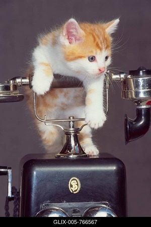 Domestic Cat (Felis silvestris f. catus), kitten-stock-foto