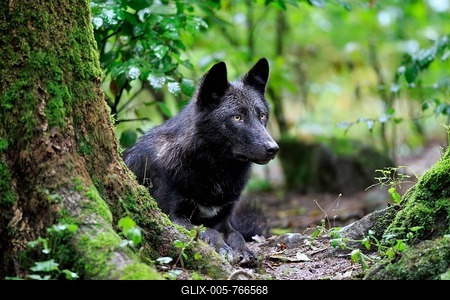 Eastern Wolf (Canis lupus lycaon), adult, captive, Eifel, Germany-stock-foto
