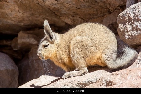 Mountain viscacha ,Southern Viscacha (Lagidium viscacia) in the rocks, Eduardo Avaroa Andean Fauna National Reserve, Bolivia-stock-foto