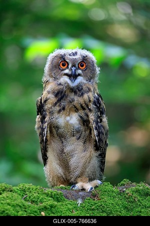 Eurasian eagle-owl (Bubo bubo), adult on lookout, hooting, Kasselburg, Eifel, Germany-stock-foto