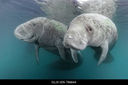 Two West Indian manatees (Trichechus manatus), couple, Three Sisters Springs, manatee sanctuary, Crystal River, Florida, USA-stock-foto