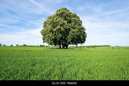Horse-chestnut or conker tree (Aesculus hippocastanum) flowering, group of trees in grain field, Thuringia, Germany-stock-foto