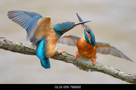 Kingfishers (Alcedo atthis), two females fighting over breeding place, Swabian Alb biosphere reserve, Baden-Württemberg, Germany-stock-foto
