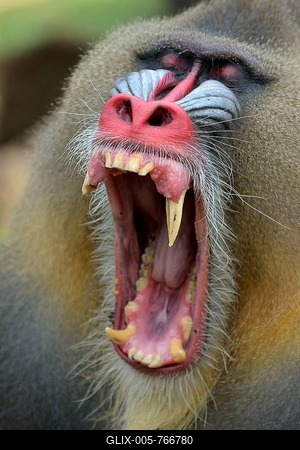 Mandrill (Mandrillus sphinx), male, yawning, captive, South-West Region, Cameroon-stock-foto