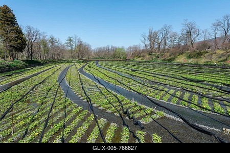 Rows of Wasabi plants in water, Wasabi cultivation, Daio Wasabi Farm, Nagano, Japan-stock-foto