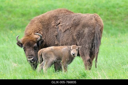 European bison (Bison bonasus), bison cow with calf, captive, North Rhine-Westphalia, Germany-stock-foto