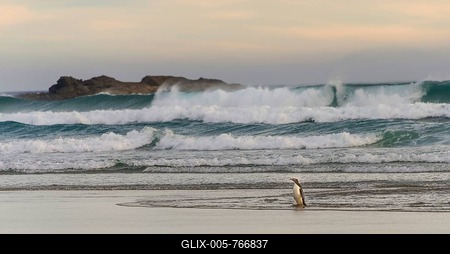 Yellow-eyed penguin, Hoiho (Megadyptes antipodes) coming out of the water at the beach, Sandfly Bay, Dunedin, Otago, Otago Peninsula, South Island, New Zealand-stock-foto