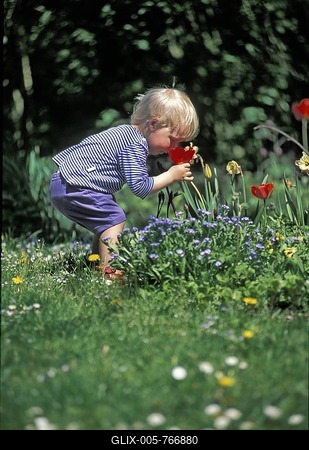 Little boy to takes a smell at a tulip in the garden-stock-foto