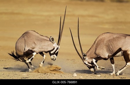 Gemsboks (Oryx gazella), fighting females, Kalahari Desert, Kgalagadi Transfrontier Park, South Africa-stock-foto