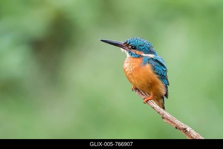 Kingfisher (Alcedo atthis), male, on perch, Hesse, Germany-stock-foto