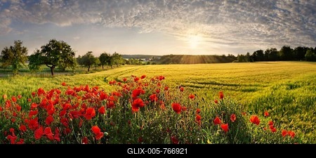 Corn poppies (Papaver rhoeas) in the barley field at sunset, Pietenfeld, Altmühltal, Bavaria, Germany-stock-foto