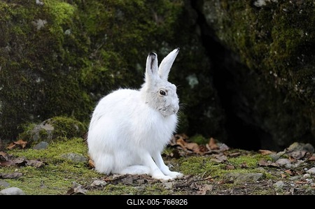 Alpine Hare (Lepus timidus varronis) in its winter pelage-stock-foto
