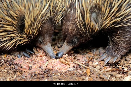 Short-beaked echidna (Tachyglossus aculeatus), animal pair foraging, portrait, Mount Lofty, South Australia, Australia-stock-foto