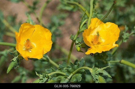 Yellow Horned Poppy (Glaucium flavum), Atlantic Coast, France-stock-foto