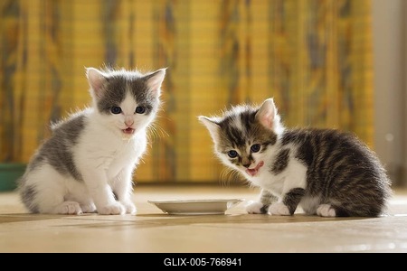 Kittens drinking milk from a saucer-stock-foto